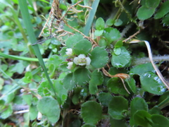 Chrysosplenium hebetatum