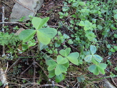Oxalis