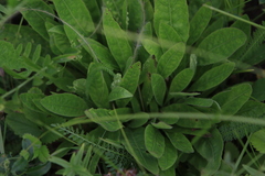 Hypochaeris maculata