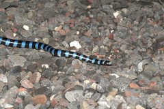Laticauda laticaudata