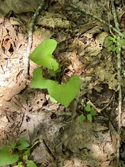 Dioscorea villosa