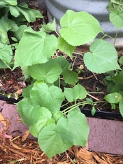 Abutilon theophrasti