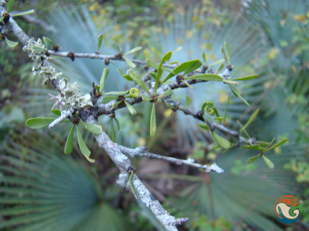 Schaefferia stenophylla