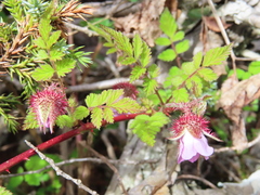 Rubus pungens oldhamii