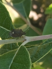 Holcostethus sphacelatus