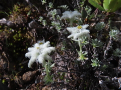 Leontopodium microphyllum