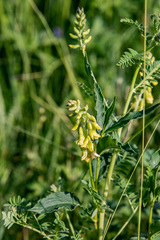 Astragalus propinquus