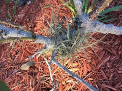 Tillandsia recurvata image