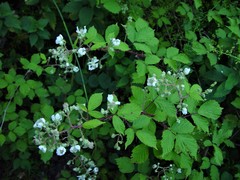Rubus lindleianus