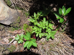 Angelica morrisonicola