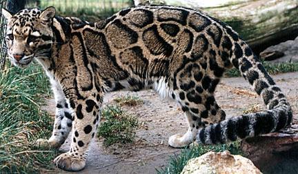 Clouded Leopard (Selected Mammals Of Borneo) · iNaturalist