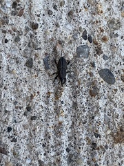 Sphenophorus parvulus