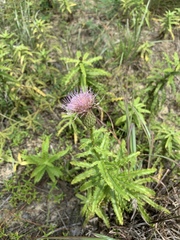 Cirsium repandum