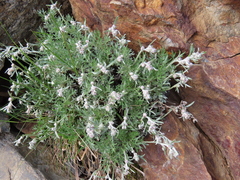 Artemisia kawakamii