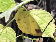 Eurema floricola