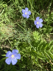 Linum lewisii