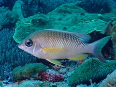 Scolopsis margaritifera