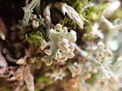 Cladonia botrytes