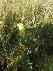 Rhinanthus serotinus
