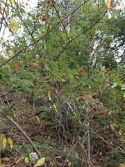 Calliandra peninsularis