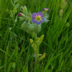 Nonea versicolor