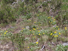 Argentina tugitakensis
