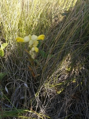 Rhinanthus serotinus
