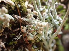Cladonia botrytes