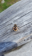 Cephenemyia