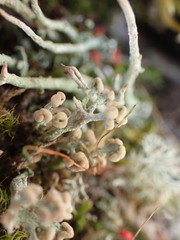 Cladonia botrytes