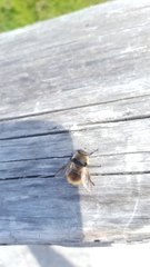 Cephenemyia