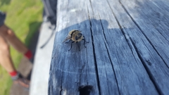 Cephenemyia