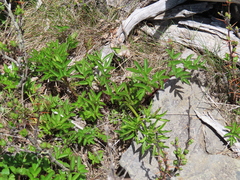 Angelica morrisonicola