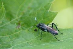 Macrophya nigra
