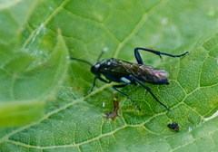 Macrophya nigra