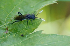 Macrophya nigra