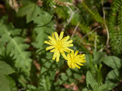 Aposeris foetida