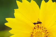 Conocephalus nigropleurum