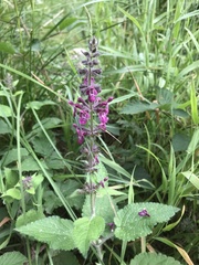 Stachys sylvatica