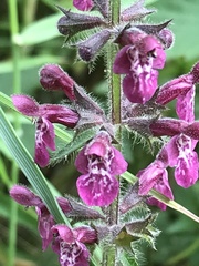 Stachys sylvatica