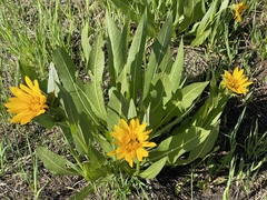 Wyethia amplexicaulis