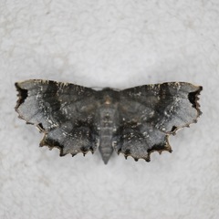 Cepphis decoloraria