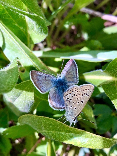 Greenish Blue photo 5