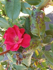 Rosisphaerella rosicola