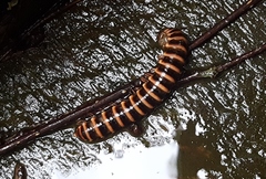 Semionellus placidus