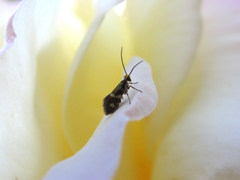 Micropterix maschukella