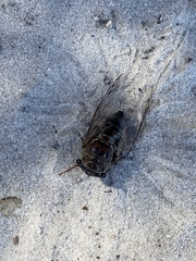 Megatibicen resonans