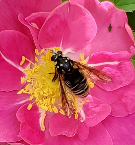 Temnostoma venustum image
