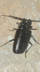 Derobrachus geminatus