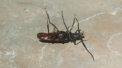 Derobrachus geminatus